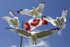 canada migration, Canada PR Visa, migration agency Melbourne, migration agent Melbourne, Canada migration agent Melbourne, Canada migration agent in Melbourne, education migration agent Melbourne, consultant in Melbourne, immigration consultants in Melbourne, best immigration agent Melbourne, Melbourne immigration consultants,